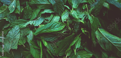 nana mint plant leaves fresh organic herbal tea