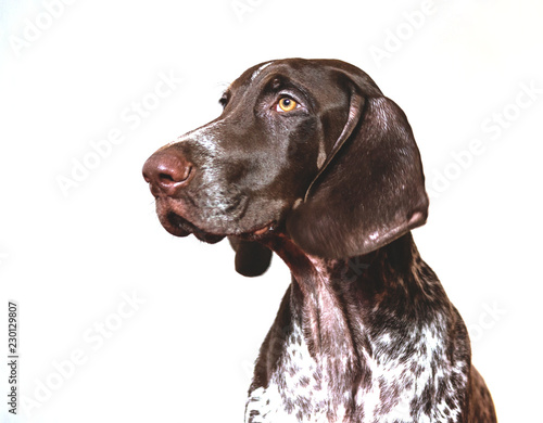 german shorthaired pointer, german kurtshaar one spotted puppy sitting, portrait on white background, animal in profile, brown in white spot,