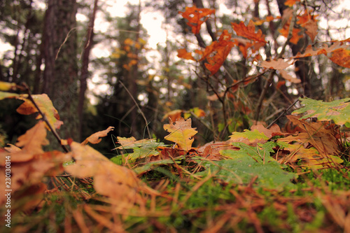 yellow leaves in autumn forest © Vladimir Shevchenko