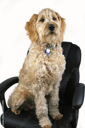 Dog Sitting on Black Office Chair #230131891