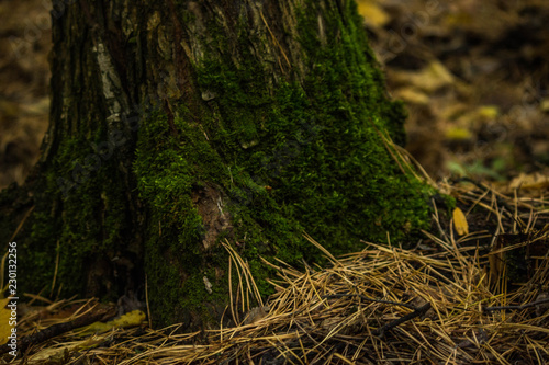 moss in the forest