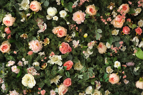 Closeup image of beautiful flowers wall background with amazing red and white roses and peonies on the fir branches