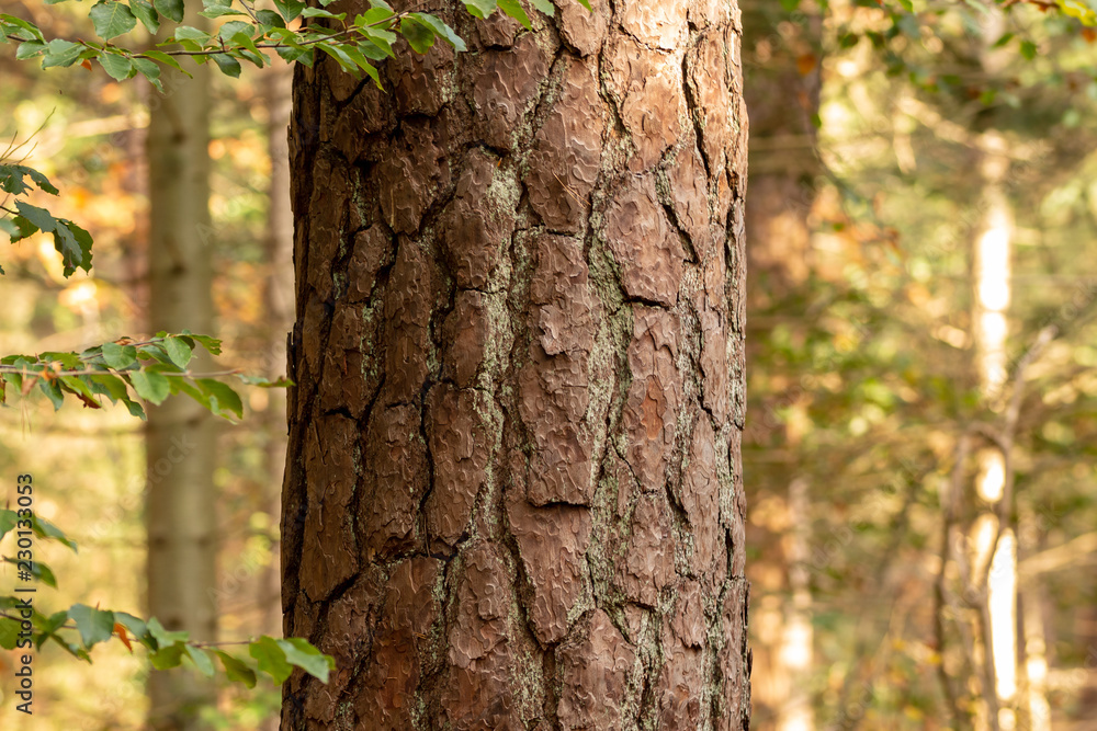 Zeist, Utrecht/The Netherlands - October 21 2018: close up from tree its bark and details