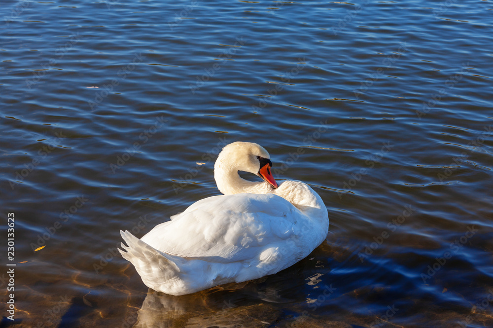 Naklejka premium Swan on Main river in Miltenberg , Germany
