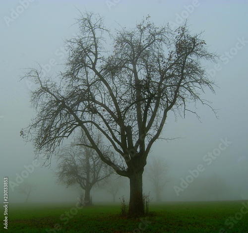Wallpaper Mural Apple trees in the fog Torontodigital.ca