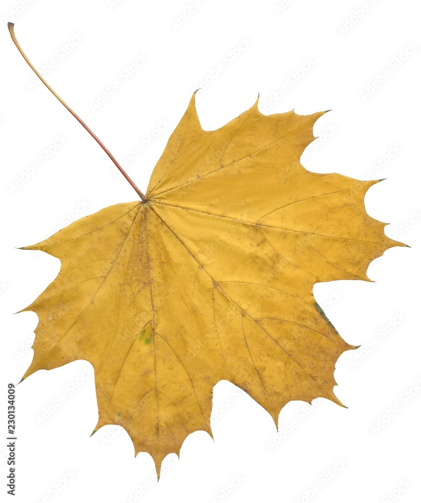 multicolor leaves of maple tree at autumn