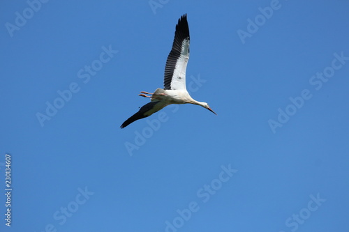 flying stork, beautiful big bird