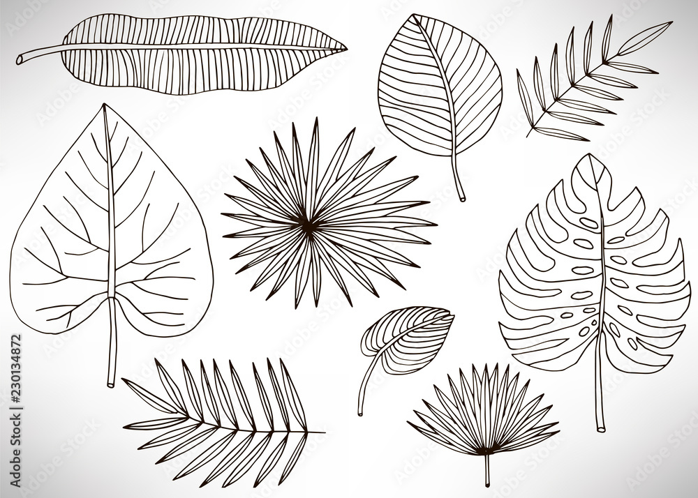 Tropical leaves set, plants isolated on white background. Big set of black hand drawn thin line cute doodle floral icons, flowers. Design element collection isolated on white. Vector illustration.