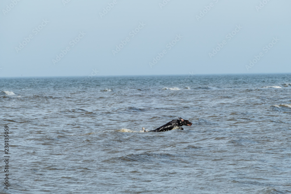 Fototapeta premium Springender Hund im Meer