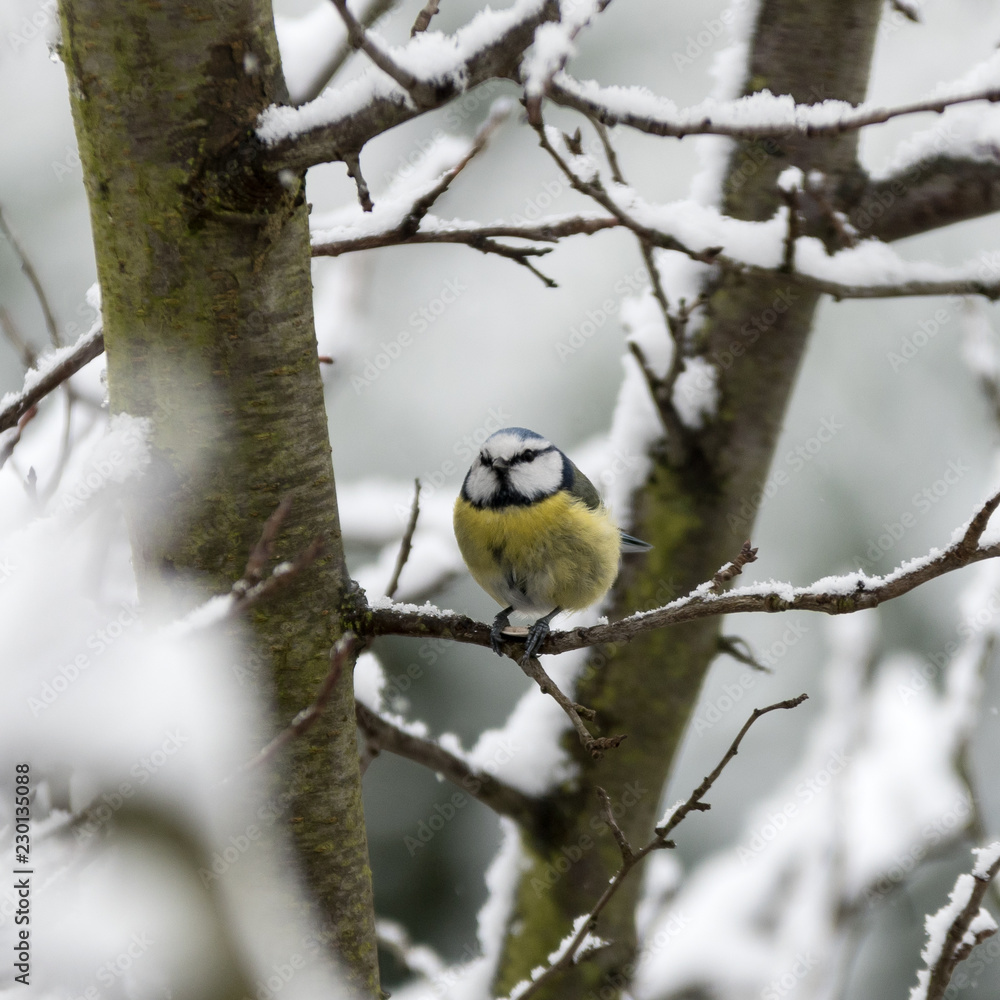 Mésange bleue sur une branche en hiver Mésange bleue sur une branche en hiver