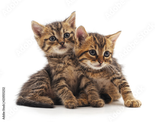 Two small kittens. © voren1