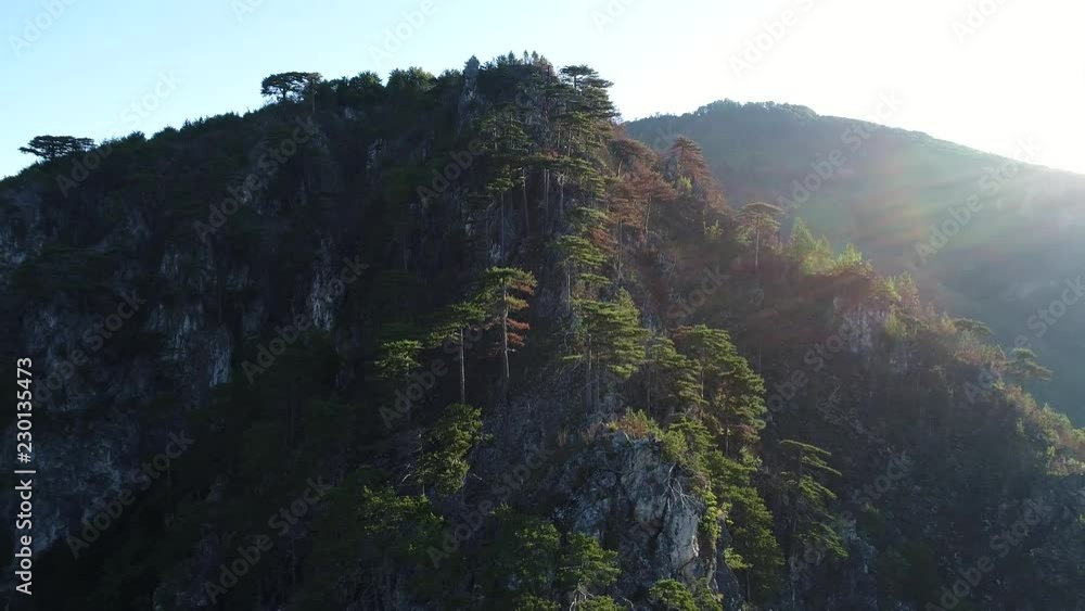 aerial drone flying over pine tree forest in wild nature mountains early morning sunrise in slow motion aerial drone flying over pine tree forest in wild nature mountains early morning sunrise in slow motion