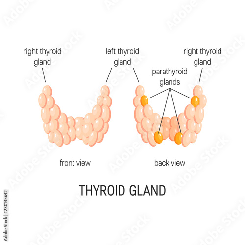 Thyroid gland vector
