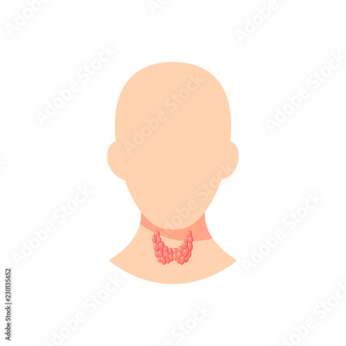 Thyroid gland vector