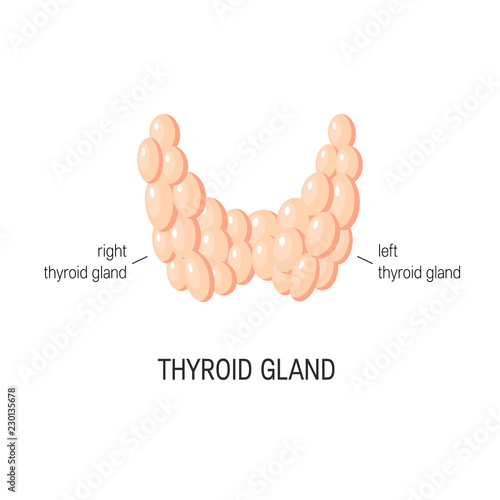 Thyroid gland vector