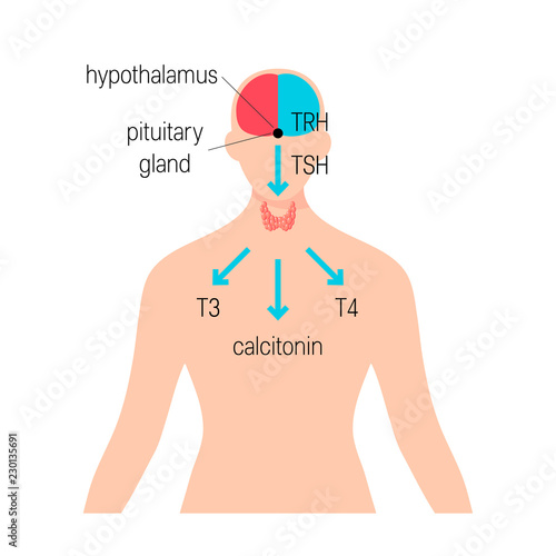 Thyroid gland vector