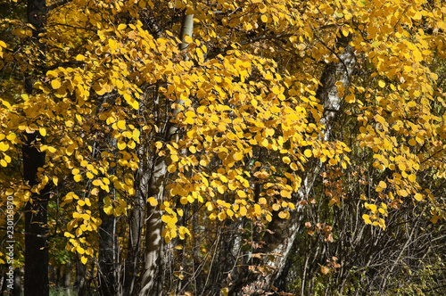 Indian summer. Golden fall. A branches of aspen ordinary (Populus tremula,  trembling poplar) photo