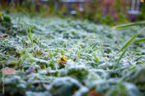 Frost on leaves and grass in the morning