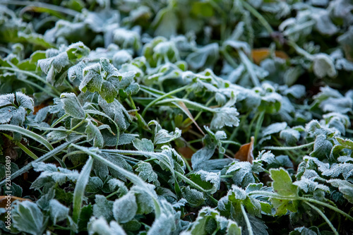 Frost on leaves and grass in the morning