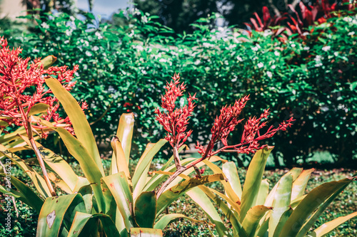 Orlando Flowers