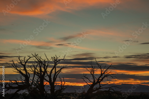 sunset silhouette of black brush trunks under pink and blue sky