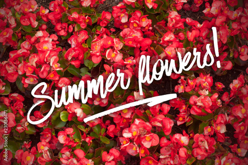 Wallpaper from ared begonia flowers. Greeting card with Summer flowers text on the begonia background photo