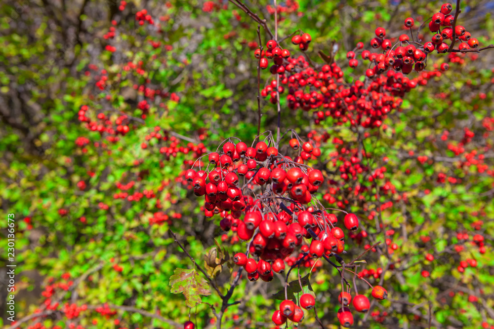 hawthorn berries in autumn
