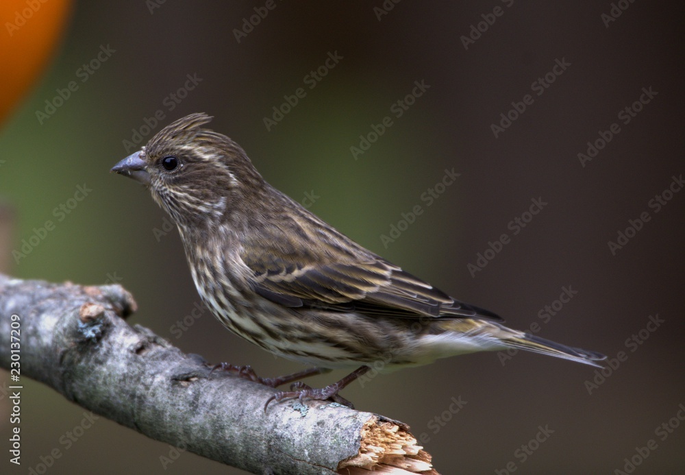 Femlae Purple Finch sits perched on a branch Femlae Purple Finch sits perched on a branch