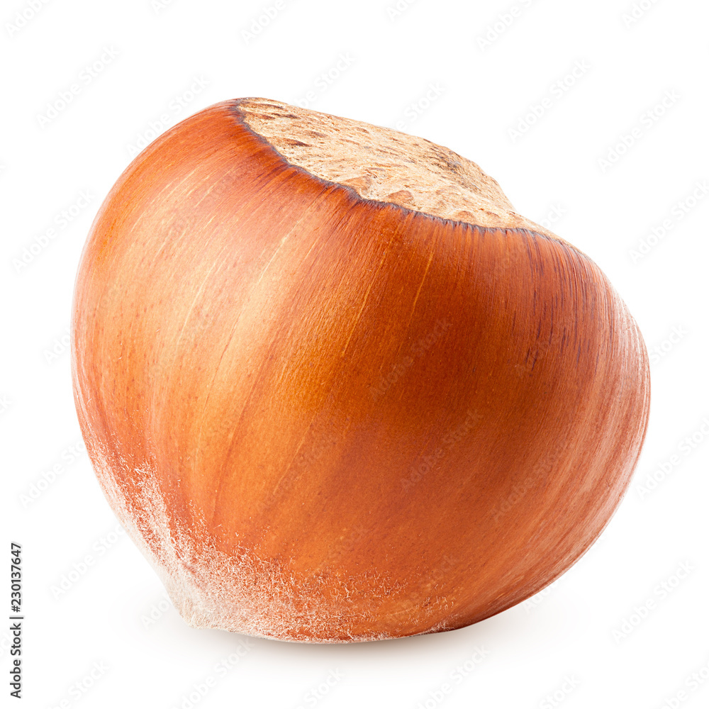 hazelnut isolated on white background, clipping path, full depth of field hazelnut isolated on white background, clipping path, full depth of field