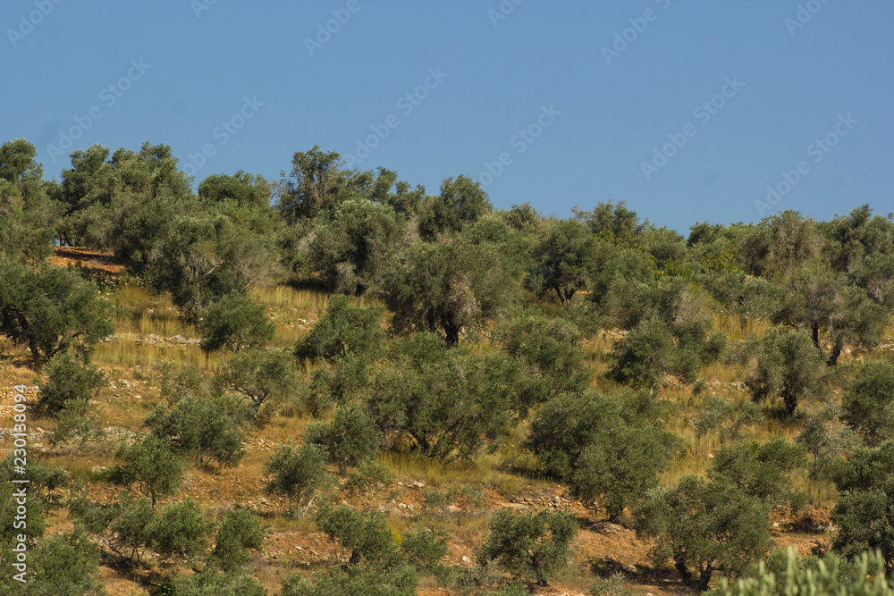 An Olive field on a mountain