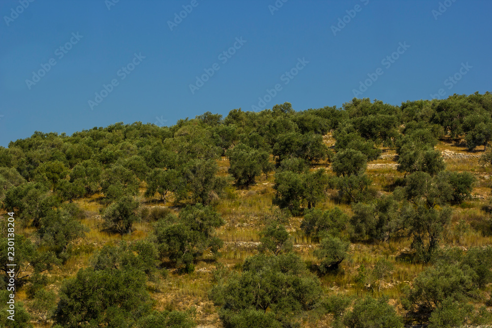 An Olive field on a mountain