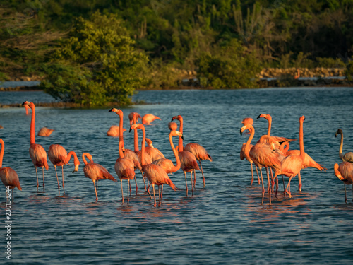 Flamingos at Jan Kok Salt Pan on the Caribbean Island of Curacao