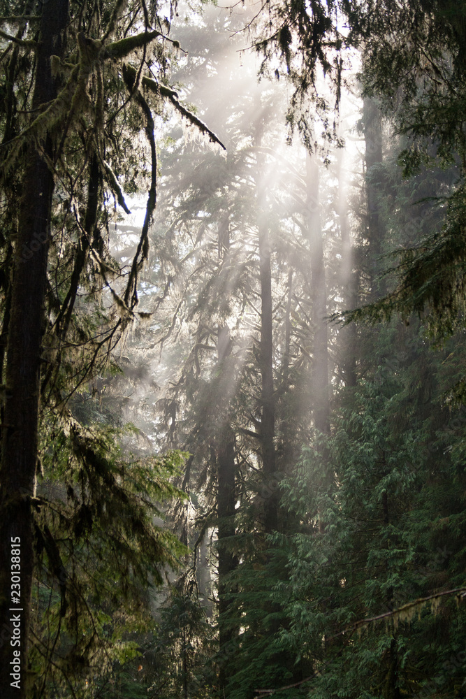 Obraz premium Temperate Rainforest Light
