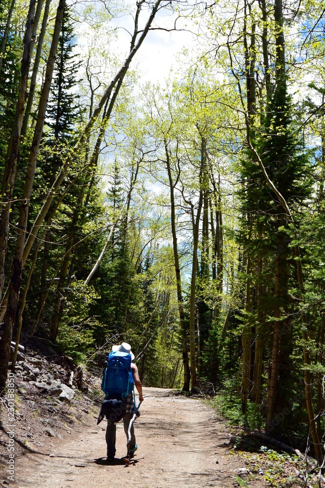 Fototapeta premium Explorer in the Woods