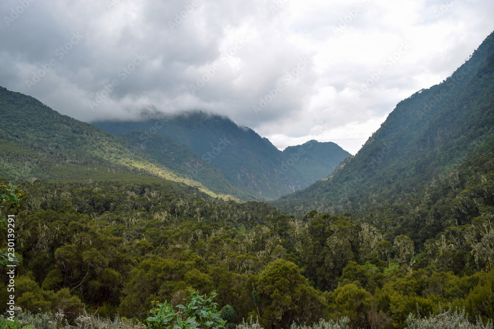 Exploring the dense rain forest of Rwenzori Mountains National Park, Uganda