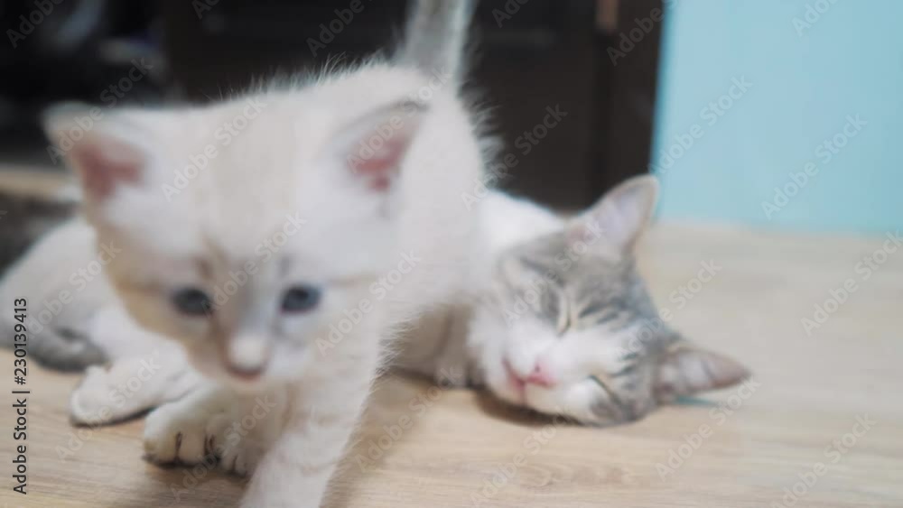 little cute kitten walks next to a sleeping cat mom . little cute kitten sleeping next to cat mom. cat family care love friendship and understanding. cute pets funny video. little white cute lifestyle little cute kitten walks next to a sleeping cat mom . little cute kitten sleeping next to cat mom. cat family care love friendship and understanding. cute pets funny video. little white cute lifestyle