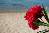 Red oleander flower with the sea in the background