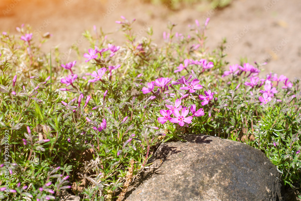 Obraz premium Sweet pink purple flowers in the field with stone background