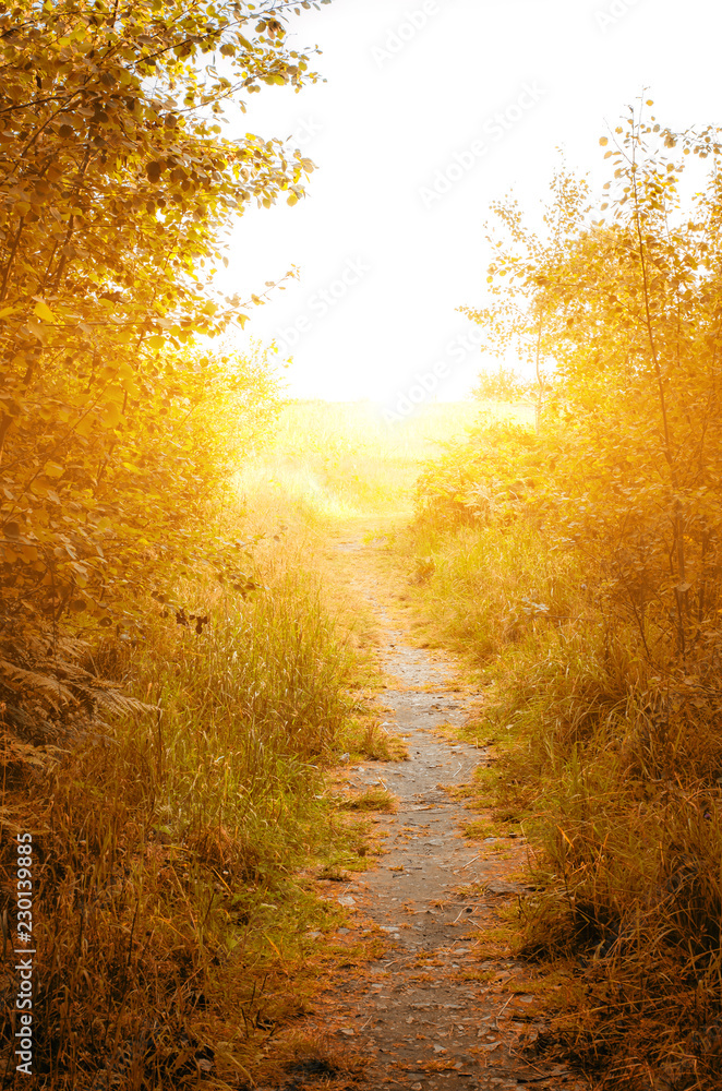 Fototapeta premium Path leading through the forest in the direction of the setting sun.