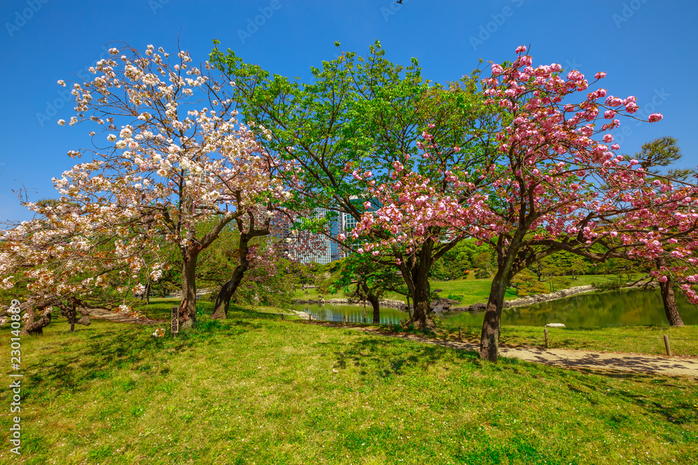 Blossoming cherry tree in Hamarikyu Gardens, Tokyo, Japan. Oriental japanese garden during Hanami. Shiodome buildings on blurred background. Spring concept, outdoor life and relax.