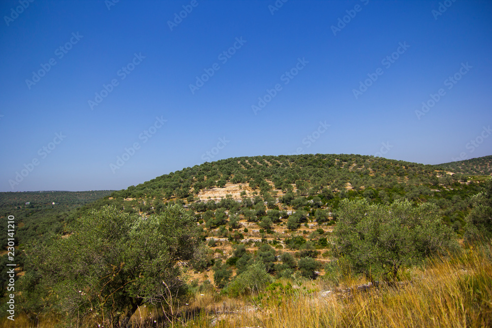 Naklejka premium Beautiful olive trees and fields, mountaints in the area of Safita, Tartous, Syria.