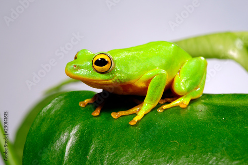 Riedfrosch (Hyperolius tuberilinguis) - tinker reed frog photo