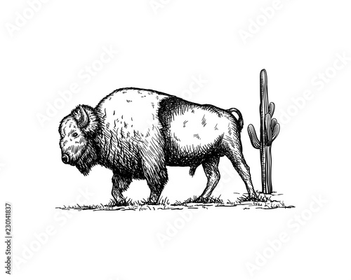 Hand Drawing Vector Buffalo Bull Bison with Cactus Sign Symbol Icon Animal Logo Template Design Inspiration