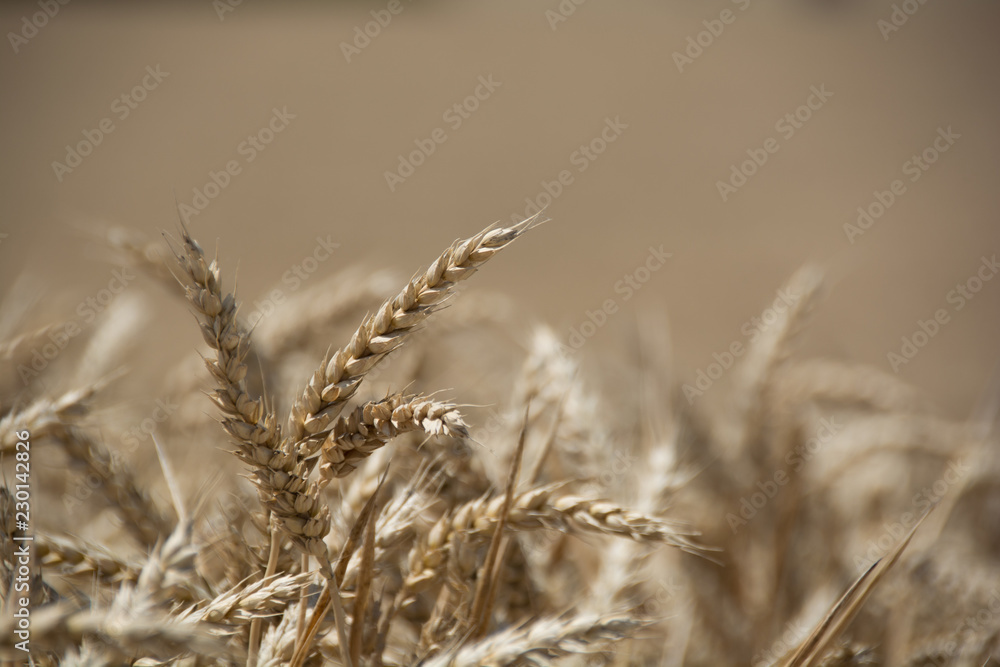 Fototapeta premium Espigas trigo antes de la cosecha