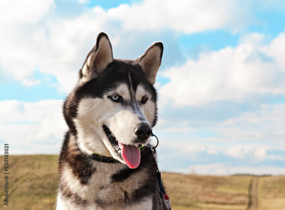 Dog breed Siberian husky portrait on the background of fields and blue sky