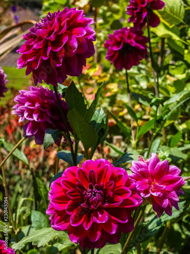 Red and Majenta flower photo