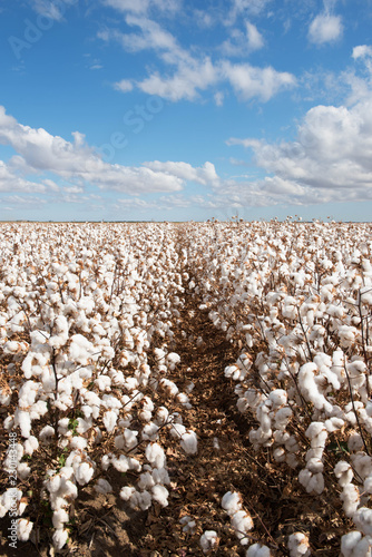 Cotton Crop