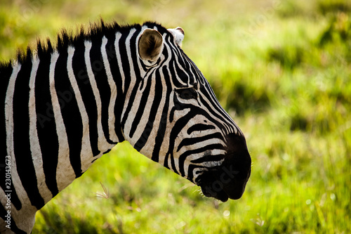 Zebra