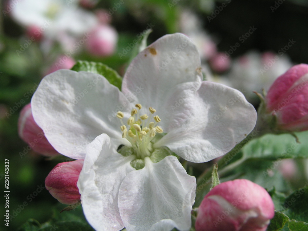 Blooming apple tree beautiful white blossoms Blooming apple tree beautiful white blossoms