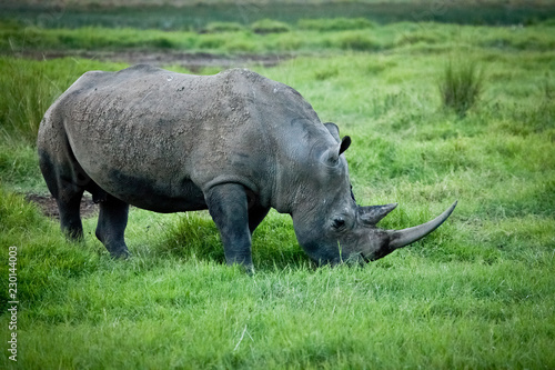 Black Rhino